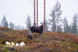 mooseSafari Tuesday, 07 October 2025