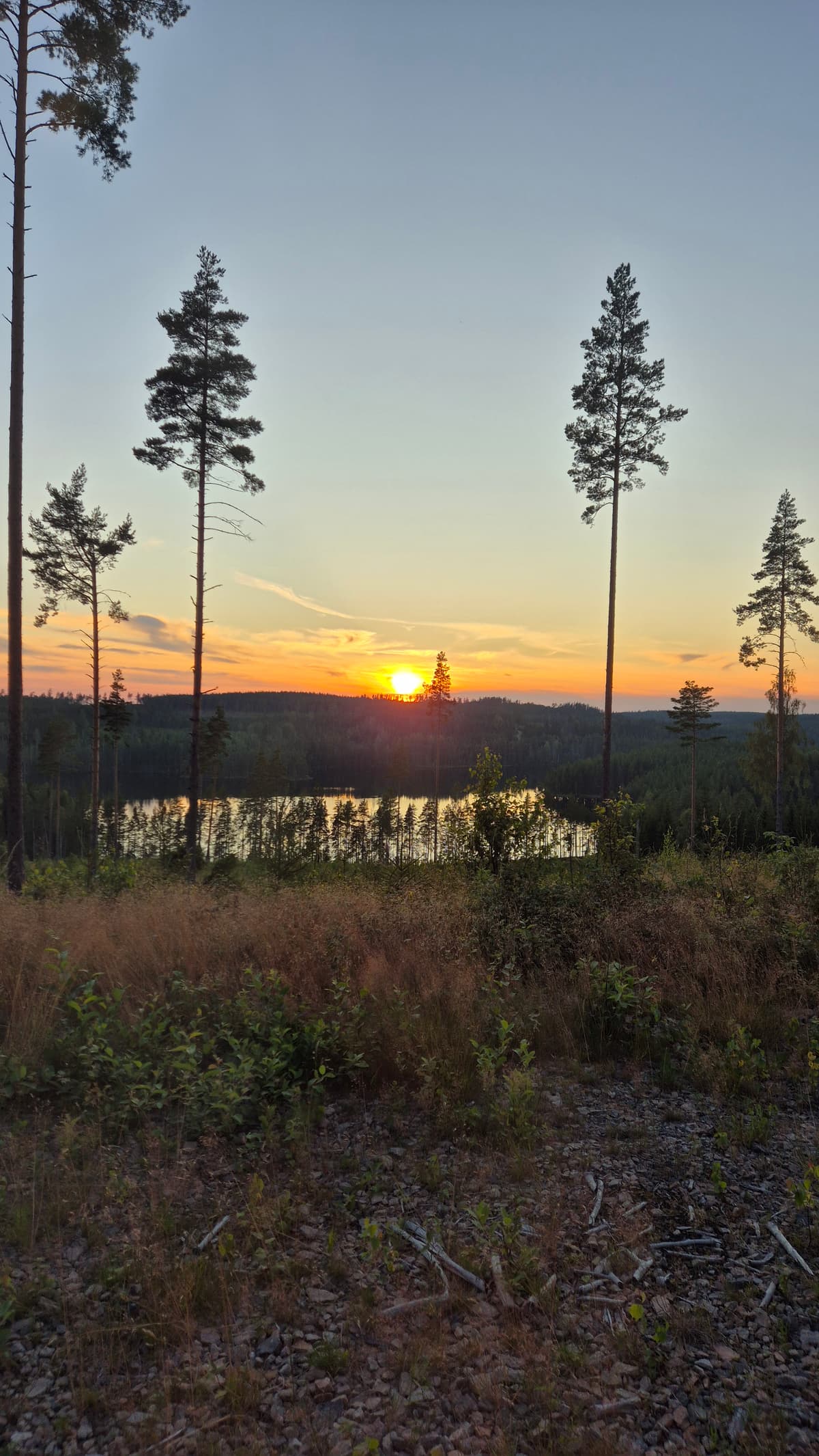 Moose Safari
