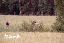 mooseSafari Sunday, 19 July 2026
