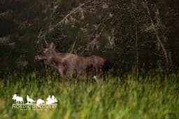 mooseSafari Tuesday, 07 October 2025