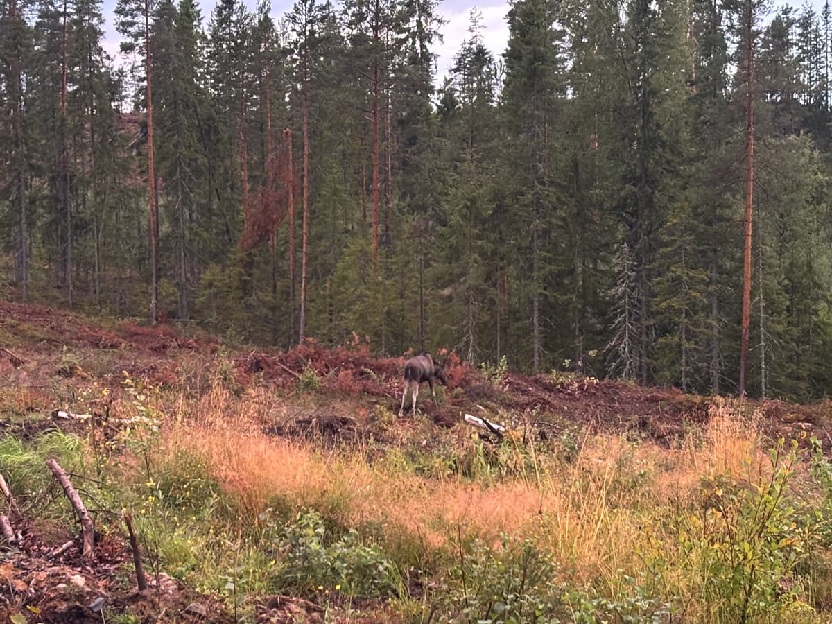 Lucky with no rain during the picnic and just missed it during the hike! We met 5 moose, 3 at close distance.