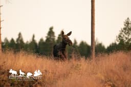 mooseSafari Monday, 20 July 2026