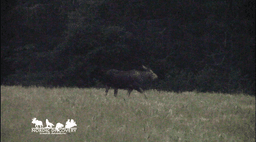 mooseSafari Monday, 28 July 2025