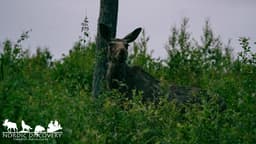 mooseSafari Wednesday, 17 June 2026