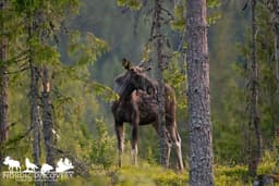 mooseSafari Friday, 13 June 2025