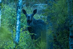 mooseSafari Tuesday, 19 May 2026