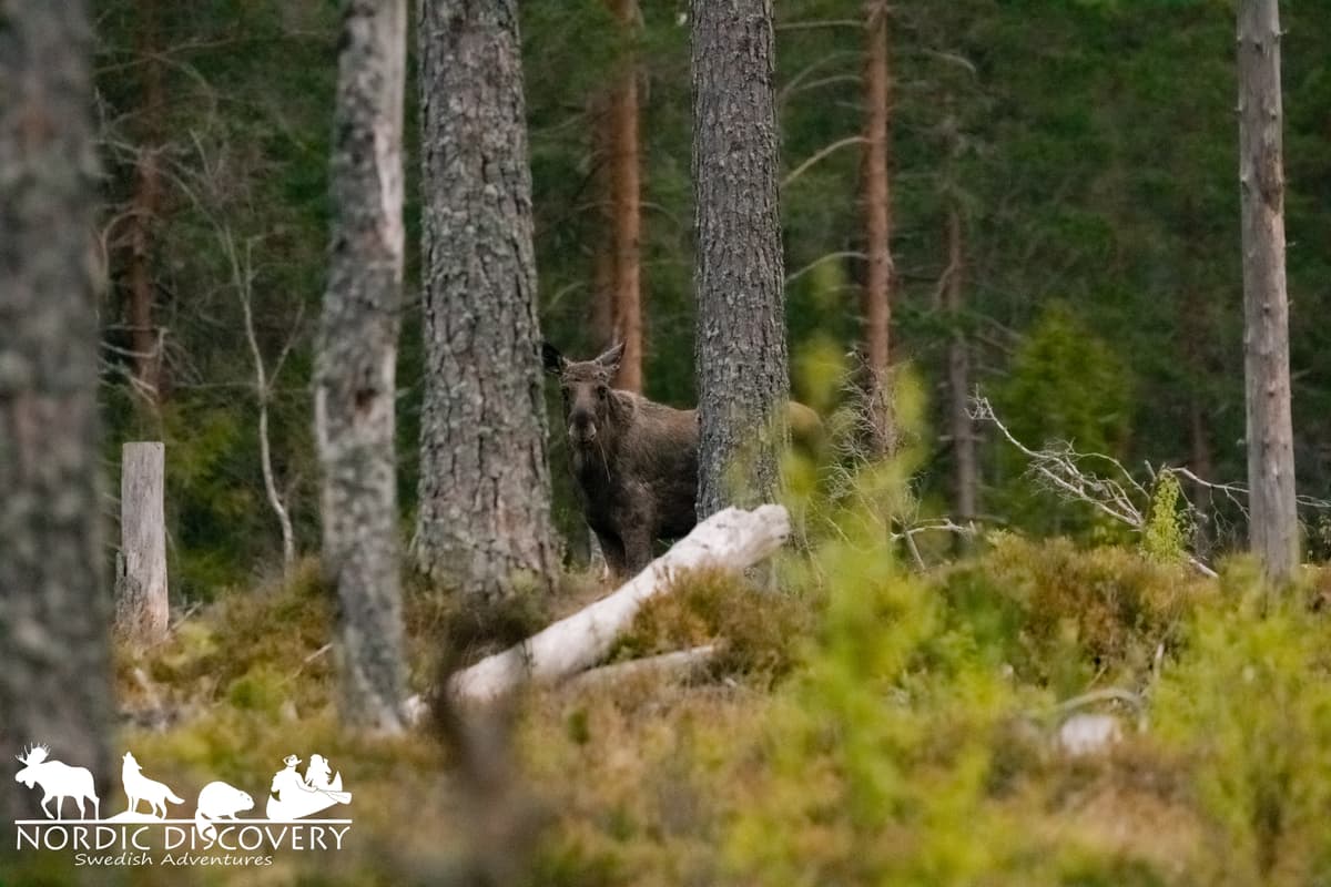 Great safari with 7 moose seen during a long time, one of the moose was seen in good daylight