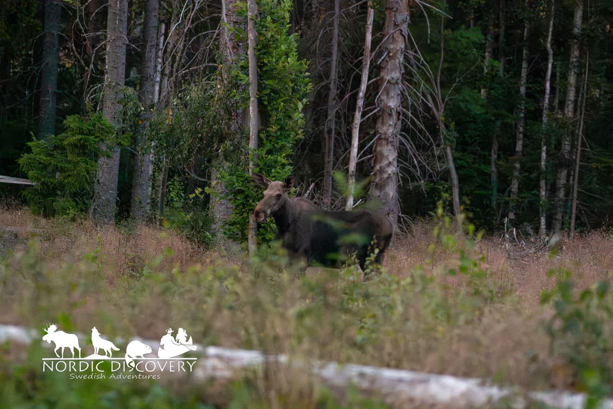 Moose Safari