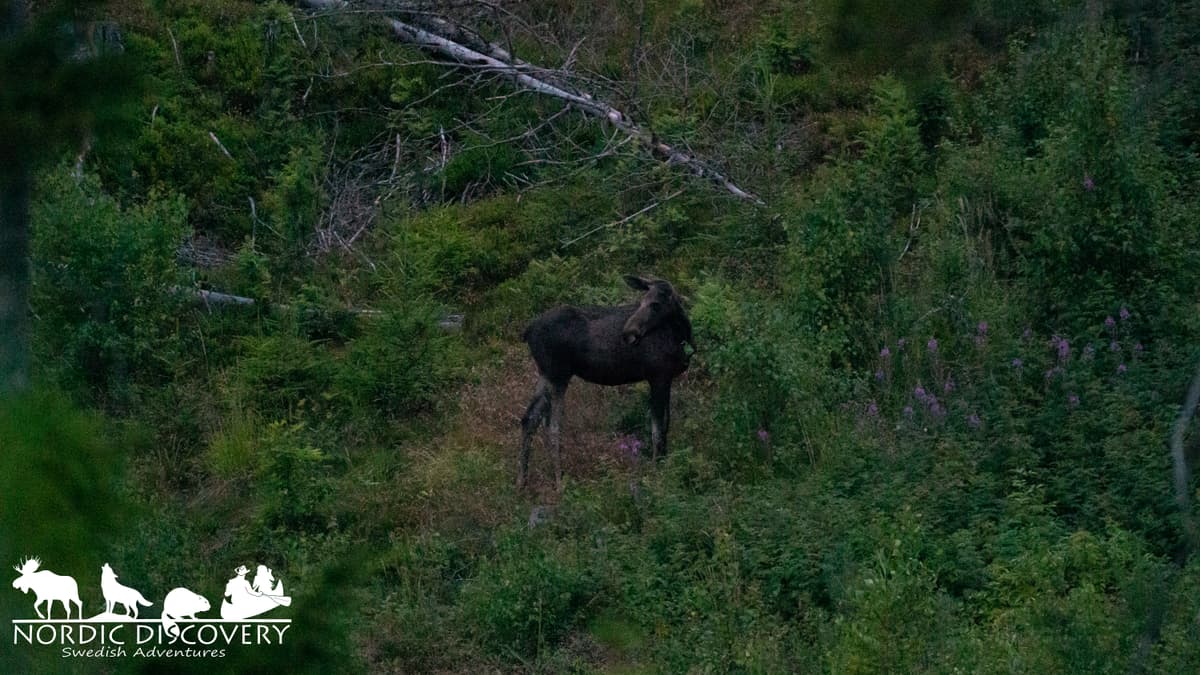 Moose Safari