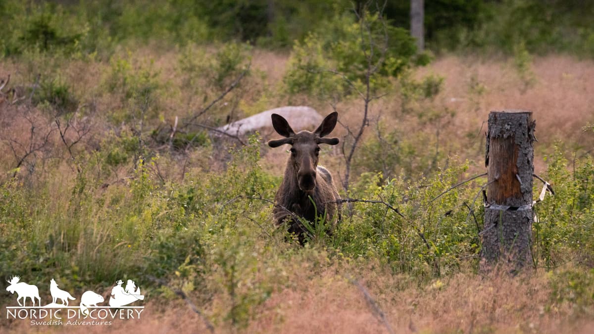 Moose Safari