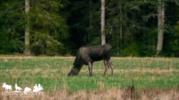 mooseSafari Friday, 25 April 2025