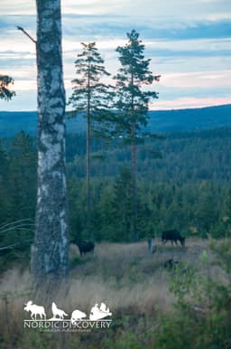mooseSafari Monday, 27 July 2026