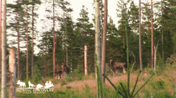 mooseSafari Wednesday, 23 July 2025